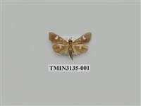 藏品(螟蛾263)的圖片